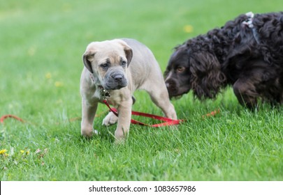 Dog Sniffing The Other Dog's Butt Rear End Meeting For The First Time