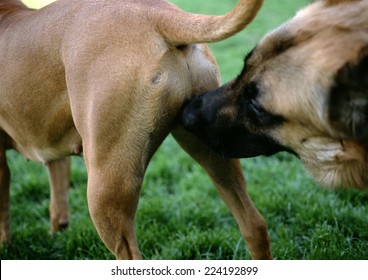 Dog Sniffing Other Dog's Rear, Close-up