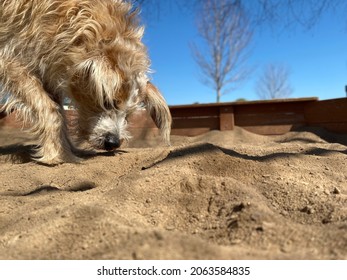 Dog Sniffing Outside In The Sandbox On Sunny Day With Blue Sky Background 