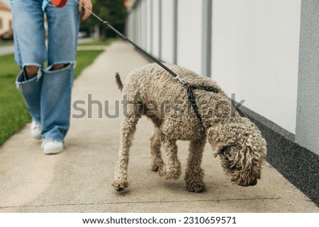 The dog sniffing the side walk.