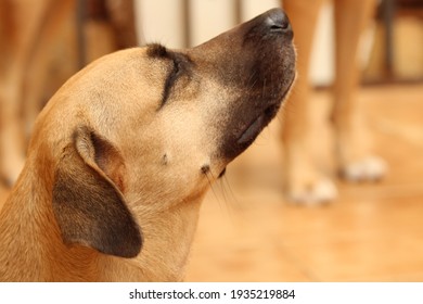 Dog Sniffing, Smelling The Wind In Your House.