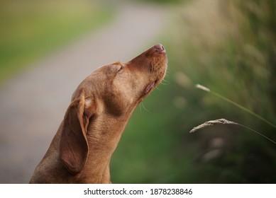 Dog Sniffing The Spring Air. 