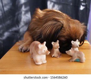  Dog Sniffing Toys On The Table
                              