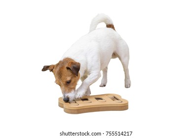 Dog Sniffing Training With Smart Toy Isolated On White Background