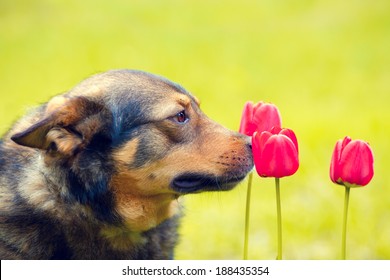 Dog Sniffing Tulips Flower. Dog In The Garden In Spring