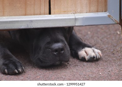 Dog Sniffing Under Wooden Gate, Black Dog Trying To Crawl Under Fence, Black Staffy Pet Trying To Look Outside