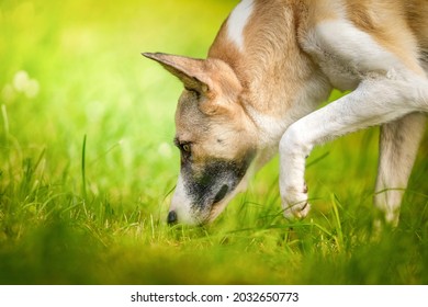 Dog Sniffing And Walking On Grass