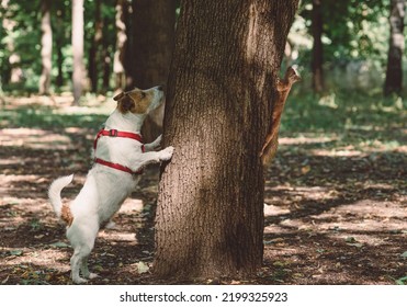 Dog Sniffing From Wrong Side Of Tree Looking For Squirrel 