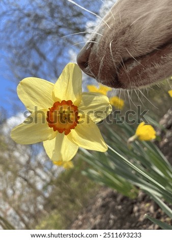 Dog sniffs a daffodil in early spring