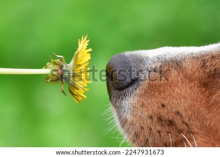 The dog sniffs a dandelion flower close-up. The dog's nose near the flower.