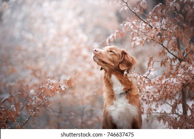 the dog sniffs the leaves. Close-up portrait of snow and autumn leaves. Nova Scotia Duck Tolling Retriever, Toller - Powered by Shutterstock