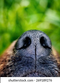 Dog Snout. Dog Close Up. Animal Nose.