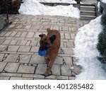 Dog in a snow