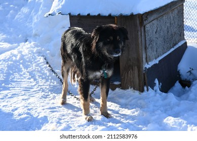 dog in the snow near horsebox