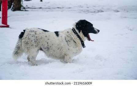 Dog In Snow. Dog Playing In Snowy Ground. Dog Running On Snow. Happy Dog Running During Snowfall. Little Puppy Running Outside. Selective Focus On Canine Looking At Camera