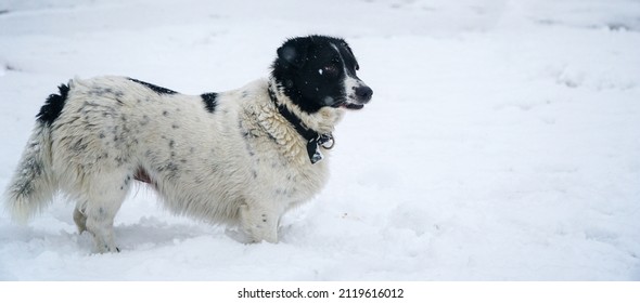 Dog In Snow. Dog Playing In Snowy Ground. Dog Running On Snow. Happy Dog Running During Snowfall. Little Puppy Running Outside. Selective Focus On Canine Looking At Camera