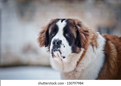 Dog In The Snow, Saint Bernard Dog 