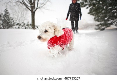 Dog in Snow Small White Bichon Frise in Winter Wearing Red Sweater Outside Walking in Park