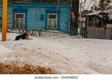 A Dog In The Snow In The Village!