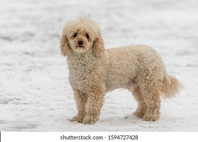 Dog in the snow, white shaggy. Mini goldendoodle puppy in the snow.