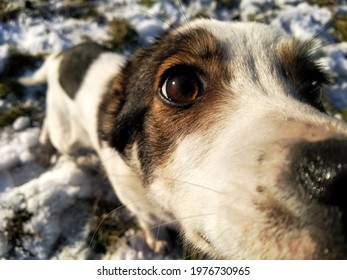 Dog In The Snow. Winter. Close Up Dog Eye. Macro Eye