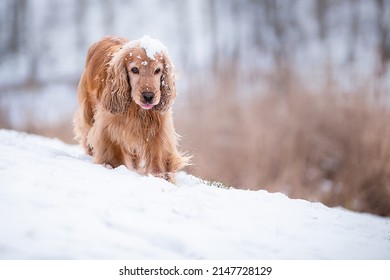 Dog With Snowball On The Head