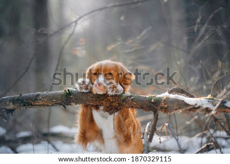 dog in a snowy forest. Pet in the winter nature. Nova Scotia Duck Retriever put its paws on a log