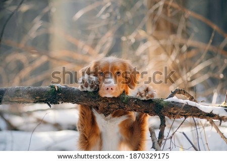 dog in a snowy forest. Pet in the winter nature. Nova Scotia Duck Retriever put its paws on a log