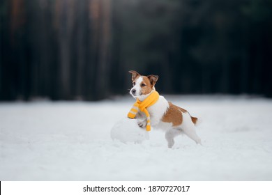 dog in snowy winter makes a snowman. Jack Russell Terrier in a scarf. Pet in nature