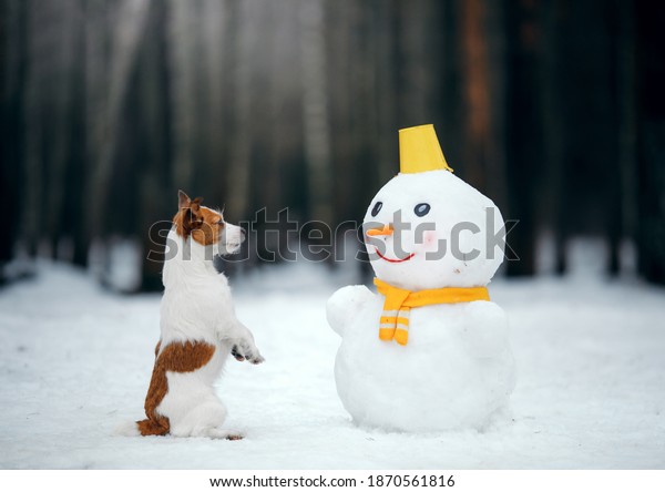 雪の多い冬の犬は雪だるまを作る ジャック ラッセル テリアーがスカーフを巻いた 自然の中のペット の写真素材 今すぐ編集