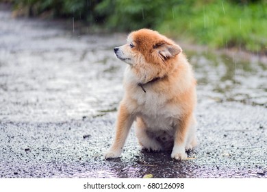 The Dog Was Soaked In The Rain