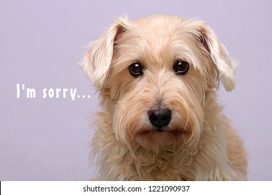 Dog Sorry Card