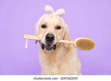 Dog at the spa with a towel on his head and a body brush. Golden Retriever sits on a purple background for beauty procedures. Pet grooming - Powered by Shutterstock