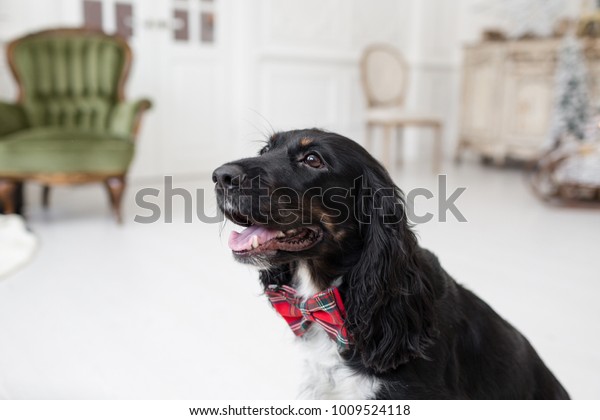 Dog spaniel in a red bow tie in the interior of\
the light room. Pet is three years old. Red checkered necktie. best\
and faithful friend