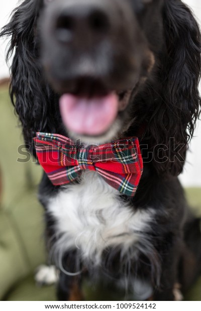 Dog spaniel in a red bow tie in the\
interior of the light room. Pet is three years old sitting on a\
chair. Red checkered necktie. best and faithful\
friend