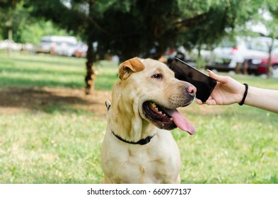 Dog Speak On Mobile Phone