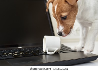 Dog spilled coffee on computer laptop keyboard. Damage property from pet