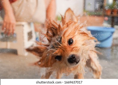 Dog spin cycle, pomeranian or small dog breed shake off to dry its fur between was taken shower by owner