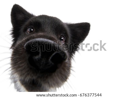 Dog spitz mongrel head with big nose funny wide angle