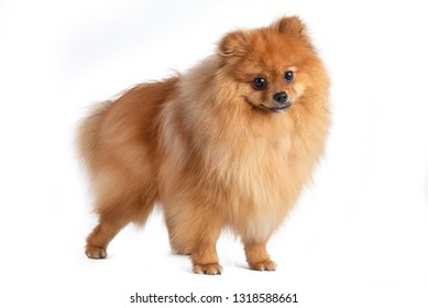 dog spitz standing on white background