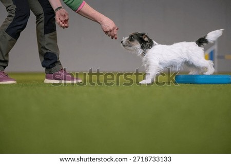 dog sport training with handler using positive reinforcement