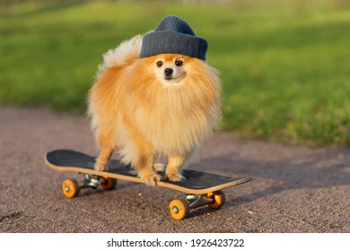 dog and sports. Cool  Pomeranian in hat riding in skateboard, looks at the camera. creative pet. training, obedience of the animal.