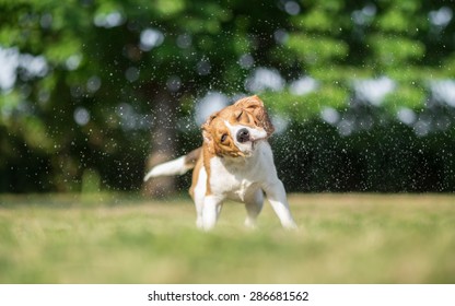 Dog Sprinkler Systems