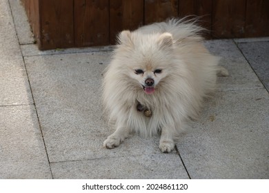 A Dog, Squatting On The Ground.