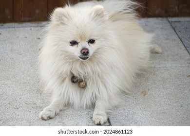 A Dog, Squatting On The Ground.