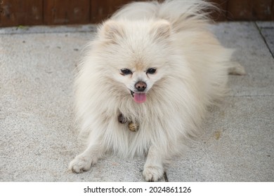 A Dog, Squatting On The Ground.