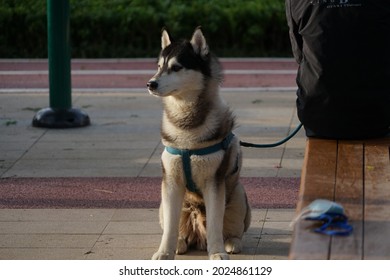 A Dog, Squatting On The Ground.