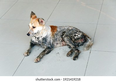 A Dog Stained With Mud.