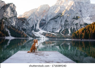 dog stand on a wooden pier. Mountain Lake Braies. boat station. landscape with a pet - Powered by Shutterstock