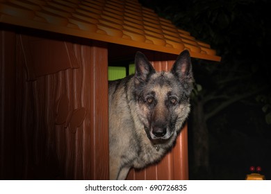 Dog Standing In Alert In A Kennel Or Children Toy House, Night Scene